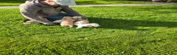 Cocker Spaniel dogs for sale: Sandys last pups,working strain in Skipton - Advert 11