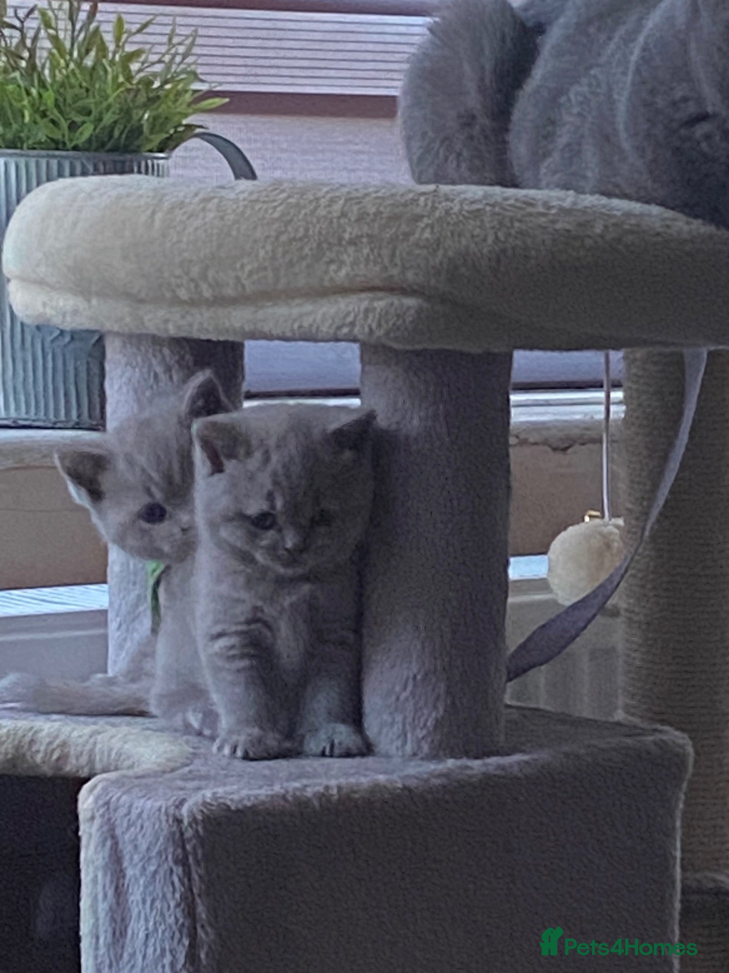 British Shorthair cats GCCF active/pet British Shorthaired kittens - Advert 4