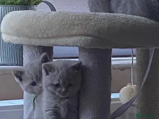 British Shorthair cats GCCF active/pet British Shorthaired kittens - Advert 4