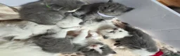 Mixed Breed cats for sale: Ragdoll x - Advert 3