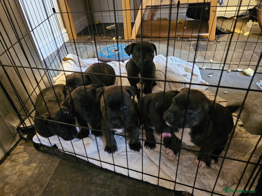 Mixed Breed dogs for sale: Staffy cross jacksui - Advert 2