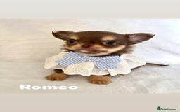 Chihuahua dogs for sale: Gorgeous chocolate Russian lines boy - Image 6
