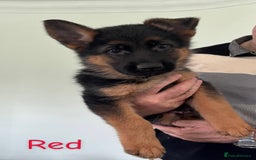 German Shepherd dogs for sale: Stunning KC Registered German Shepherd Puppies  - Image 4