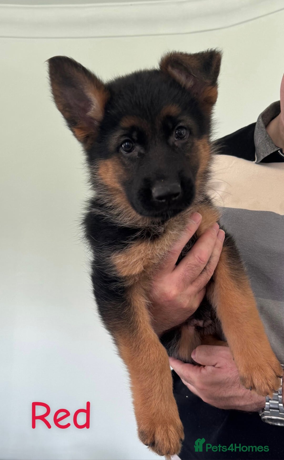 German Shepherd dogs for sale: Stunning KC Registered German Shepherd Puppies  - Image 4