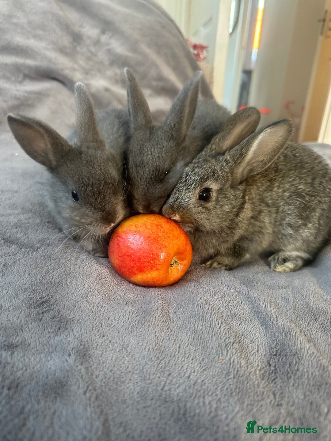 Dwarf Lop rabbits for sale: Bunnies for Sale - Advert 8