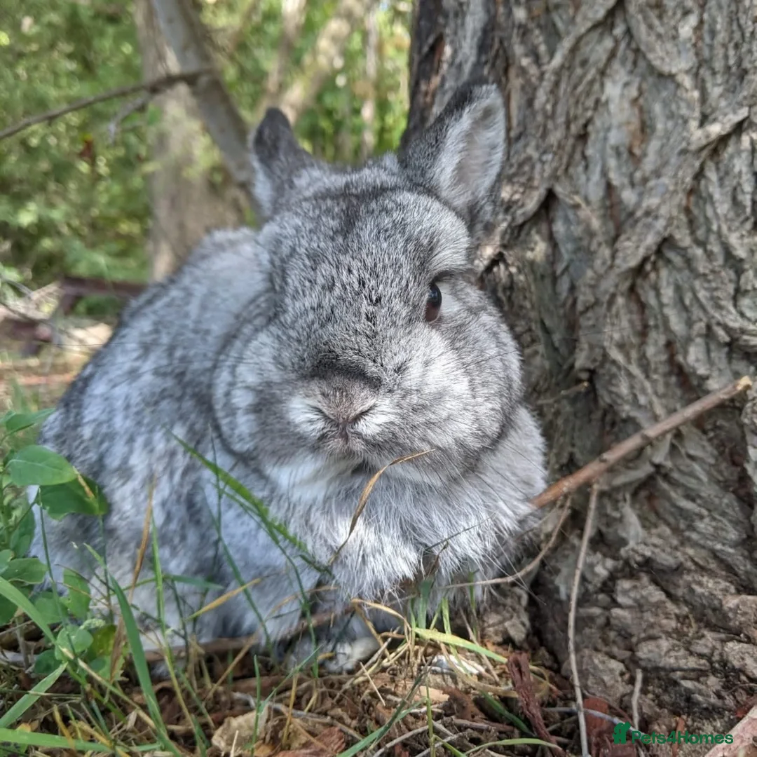 Netherland Dwarf rabbits for sale: Stunning Netherland Dwarf Babies Ready Now - Advert 2
