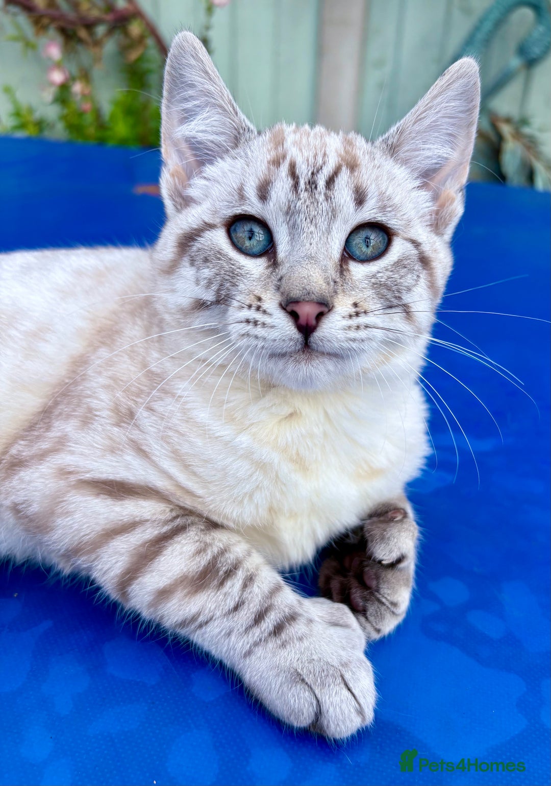Keetso cats for sale: Superb rare polydactyl curled eared Keetso female  - Advert 3