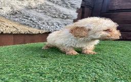 Goldendoodle dogs for sale: 4 beautiful golden doodle puppies ready to go!!!! - Image 12