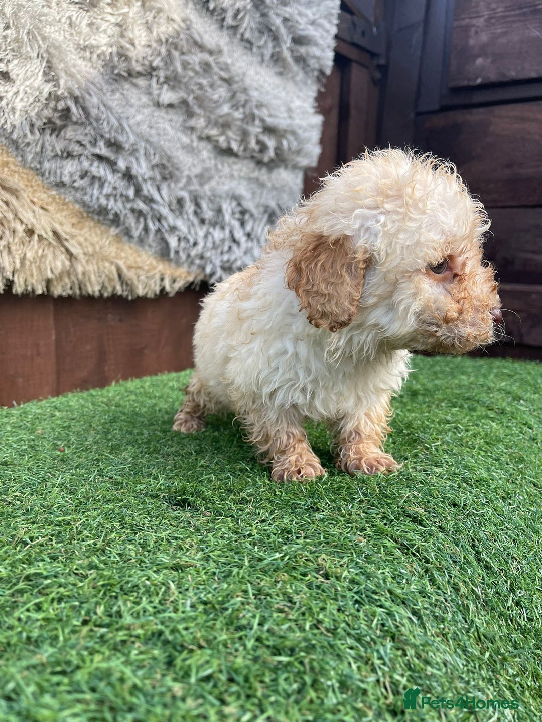 Goldendoodle dogs for sale: 4 beautiful golden doodle puppies ready to go!!!! - Image 12