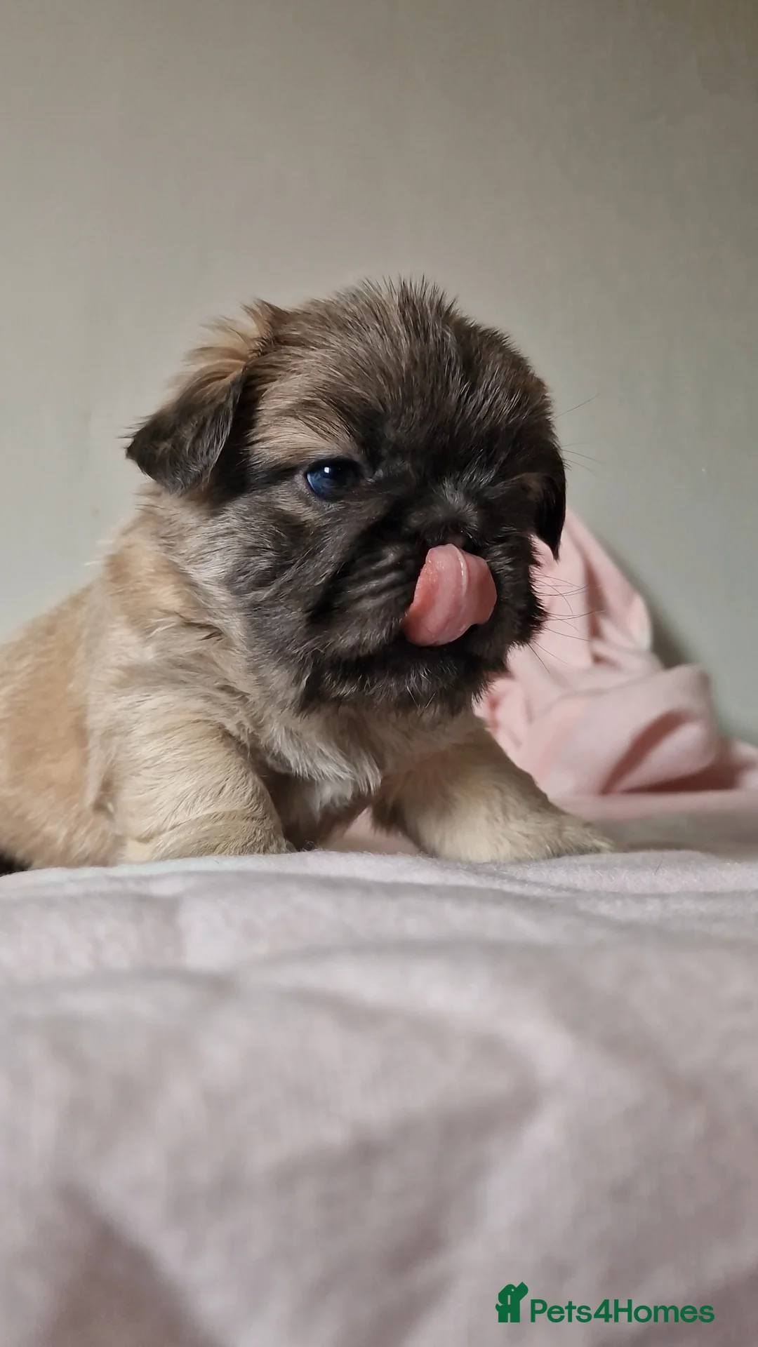 French Bulldog dogs for sale: FRENCH BULLDOGS  - Advert 1