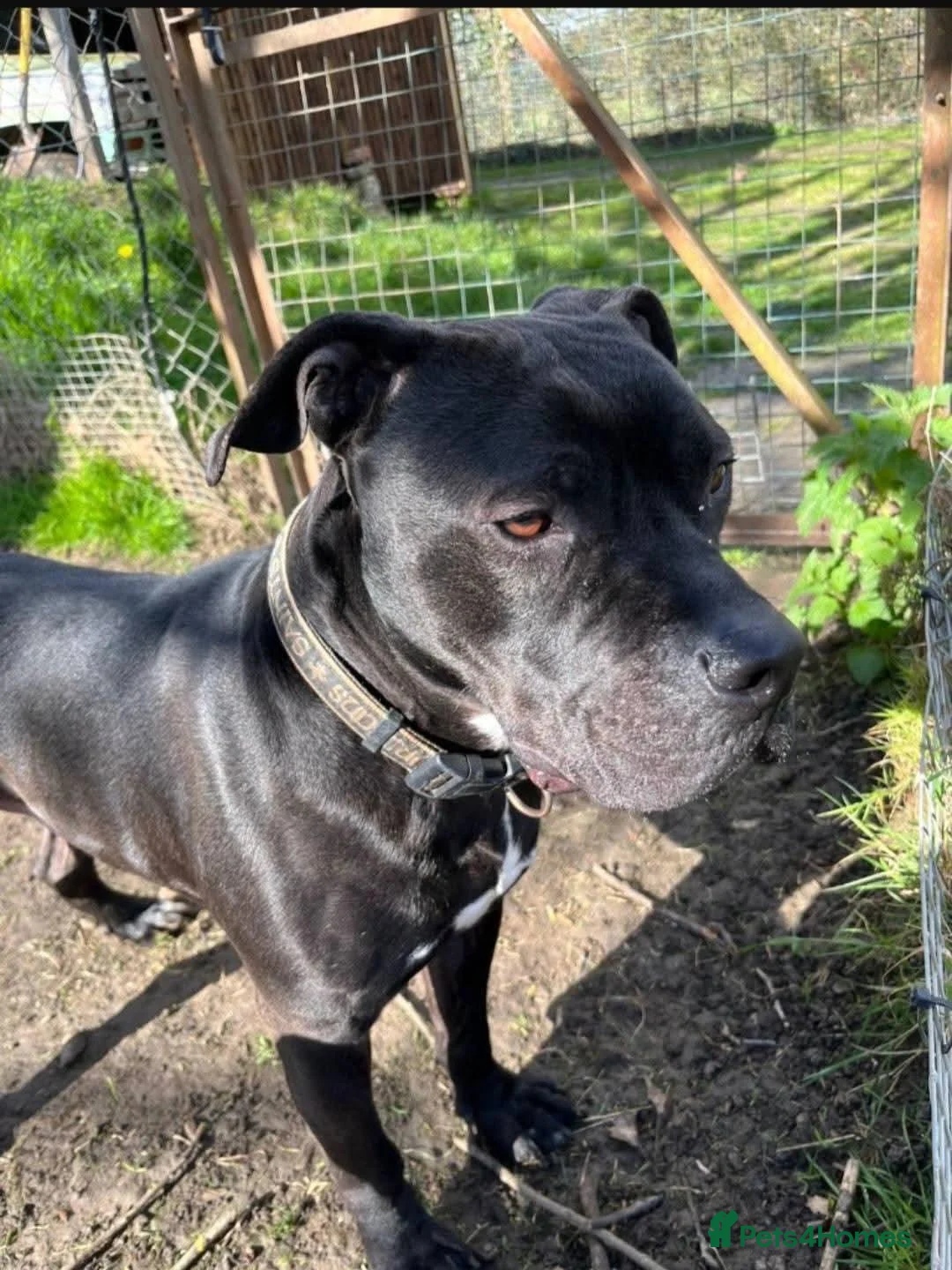 American Bull Staffy dogs for adoption: Meet Gomez, currently residing in Wiltshire  in Chippenham - Advert 2