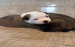 Staffordshire Bull Terrier dogs for sale: KC Staffordshire Bull Terrier - Image 5