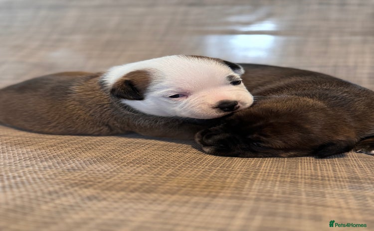 Staffordshire Bull Terrier dogs - Advert 2