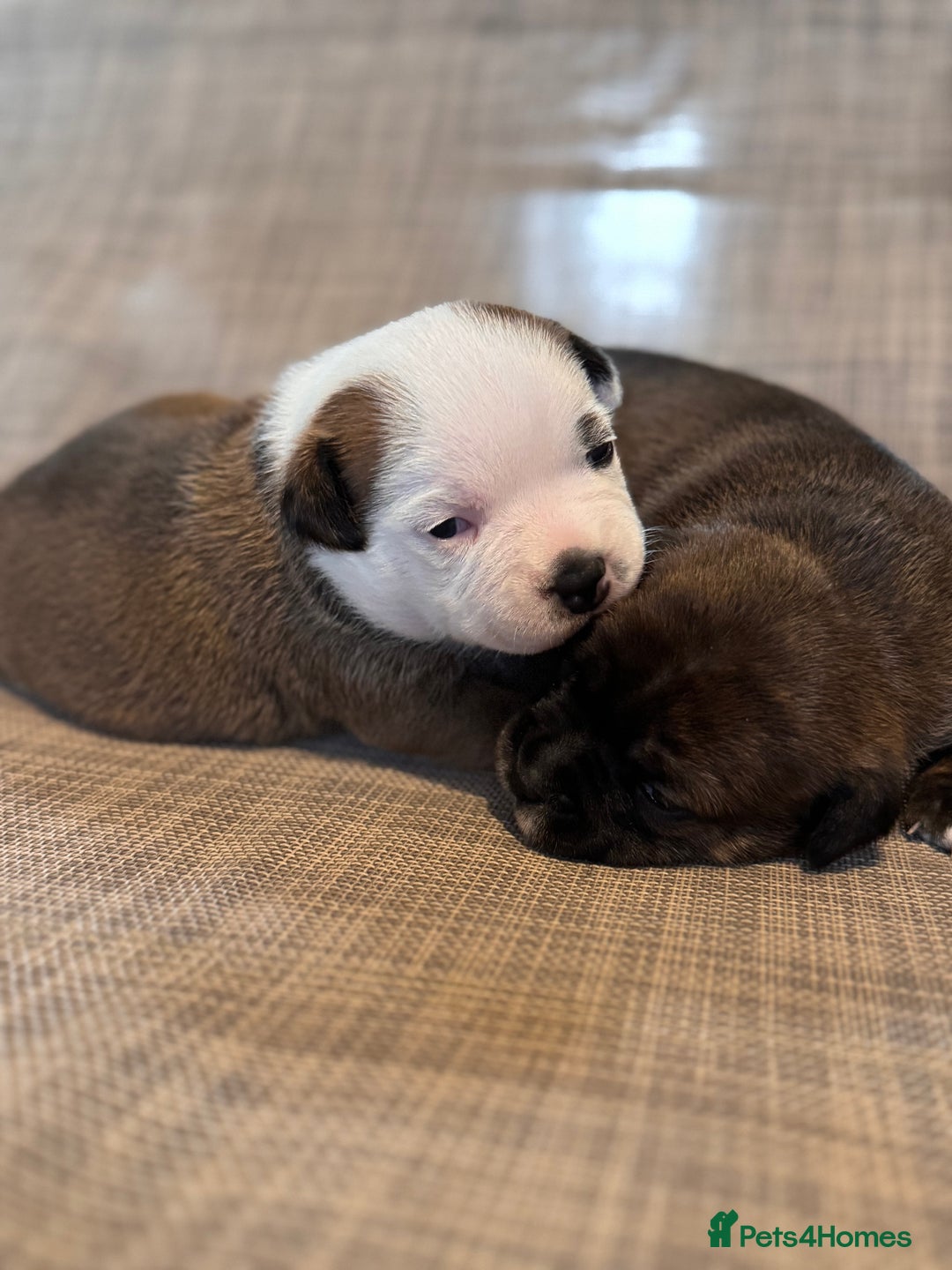 Staffordshire Bull Terrier dogs for sale: KC Staffordshire Bull Terrier - Image 5