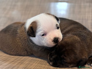 Staffordshire Bull Terrier dogs - Advert 2