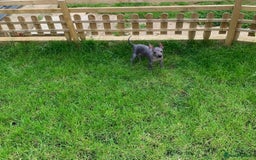Mexican Hairless dogs for sale: Mexican hairless mini puppies for sale  in Wickford - Image 4