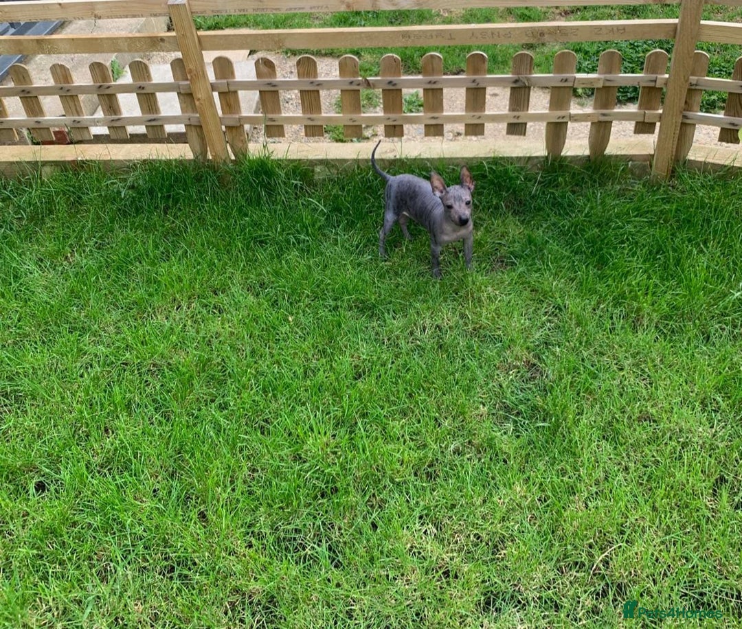 Mexican Hairless dogs for sale: Mexican hairless mini puppies for sale  in Wickford - Image 4