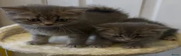 British Shorthair cats for sale: Stunning British shorthaired and longhair kittens  - Advert 13