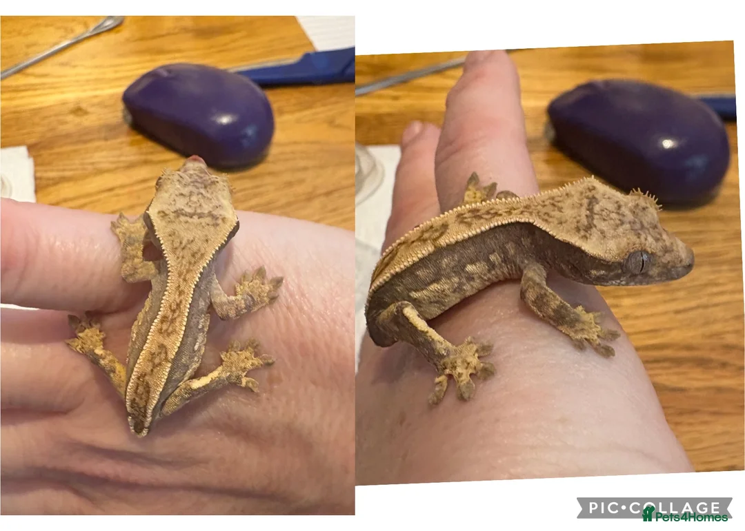 Gecko reptiles for sale: Juvenile Crested Geckos x6  - Advert 3