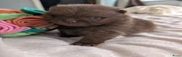 Pomeranian dogs for sale: MOCHI the chocolate pom boy in Sunderland - Advert 5