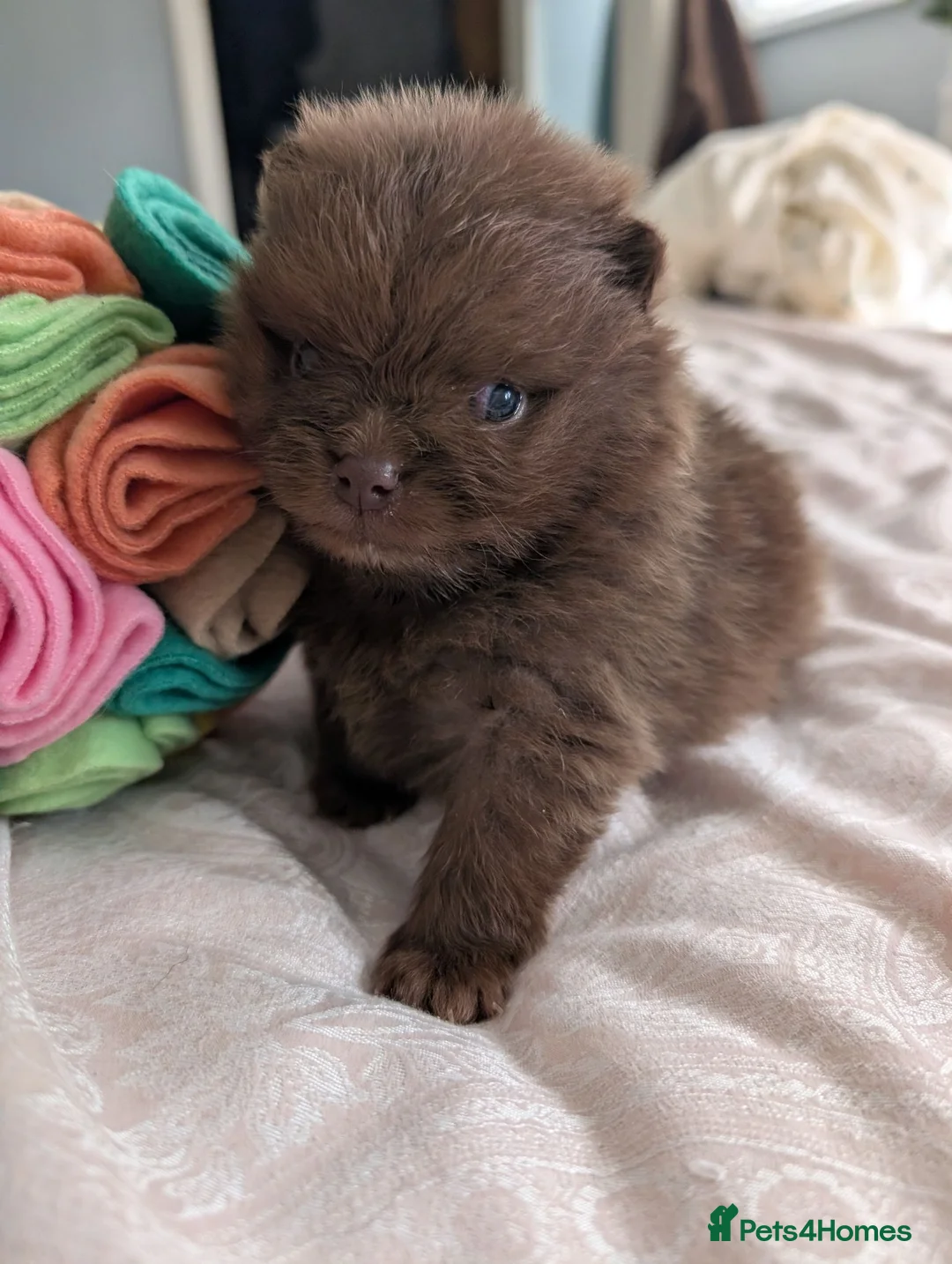 Pomeranian dogs for sale: MOCHI the chocolate pom boy - Advert 2