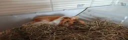 Guinea Pig rodents for sale: Male Guinea pig for sale  - Advert 3