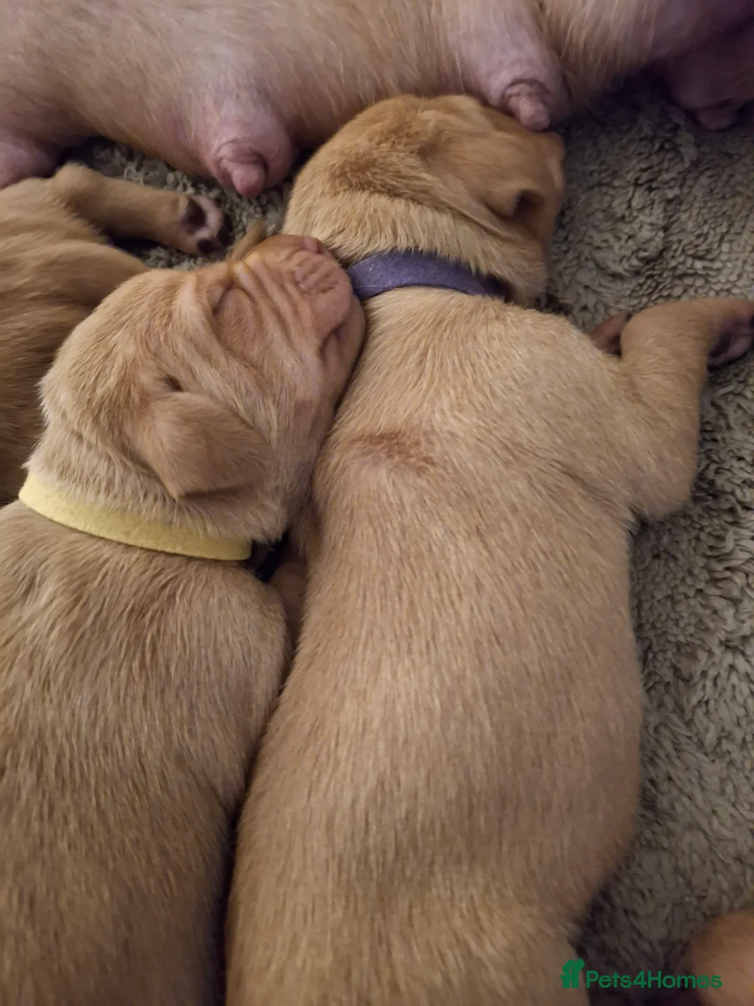 Hungarian Vizsla dogs for sale: Hungarian vizsla for sale  - Advert 10