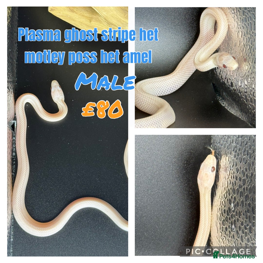 Corn Snake reptiles for sale: Different variations of lavender corn snake babies - Image 5