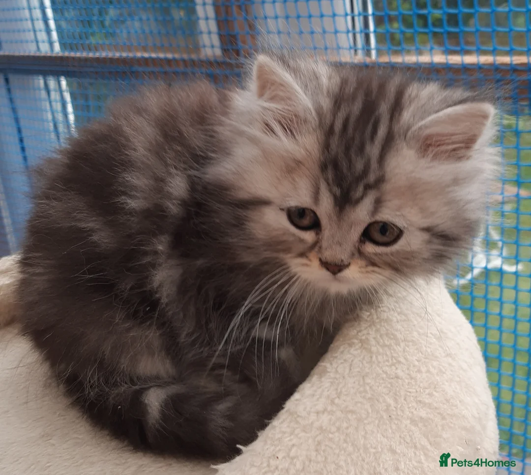Persian cats for sale: Chocolate Box Kittens - Advert 13