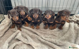 Dachshund dogs for sale: Standard Dachshund Puppies Ready Now - Image 3