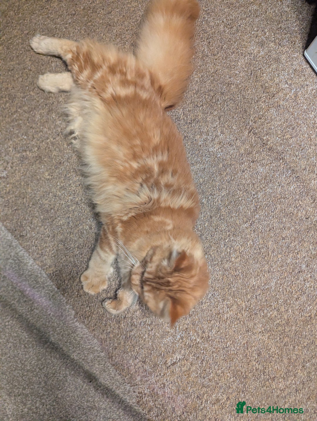 Maine Coon cats for sale: Maine coon  - Advert 11