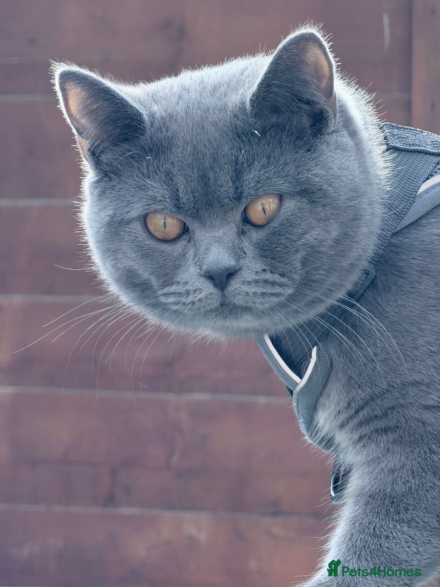 British Shorthair cats British Shorthair Blue - Advert 1