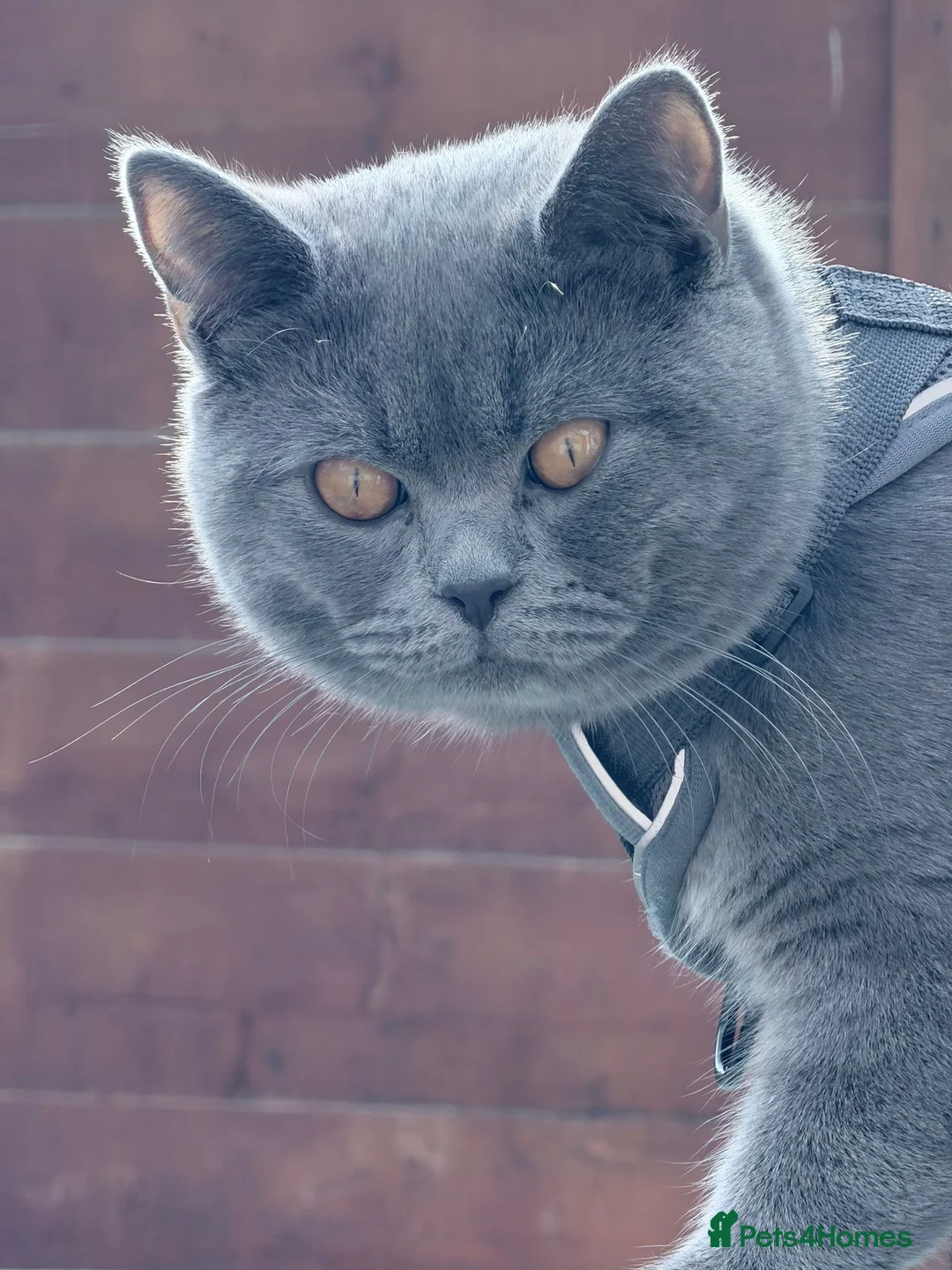 British Shorthair cats for sale: British Shorthair Blue - Advert 1