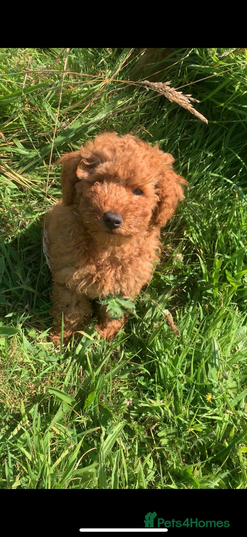Toy Poodle dogs Beautiful Toy KC poodle boy - Advert 8