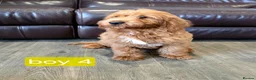 Labradoodle dogs for sale: Adorable F1B Miniature Labradoodle Pups 🐾🩷 - Advert 29