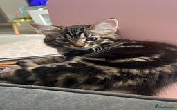 Domestic Shorthair cats for sale: kittens for sale❤️ - Image 4