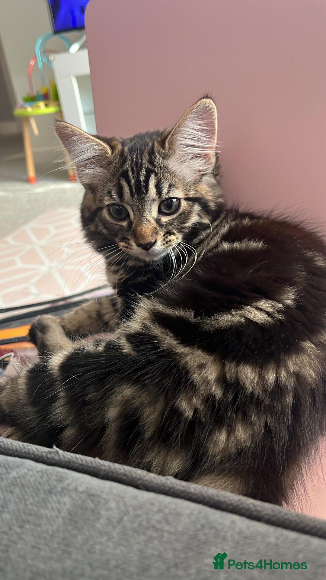 Domestic Shorthair cats for sale: kittens for sale❤️ - Image 4