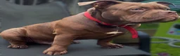 American Bully dogs for sale: 3 year old male pocket bully Simba  - Advert 2