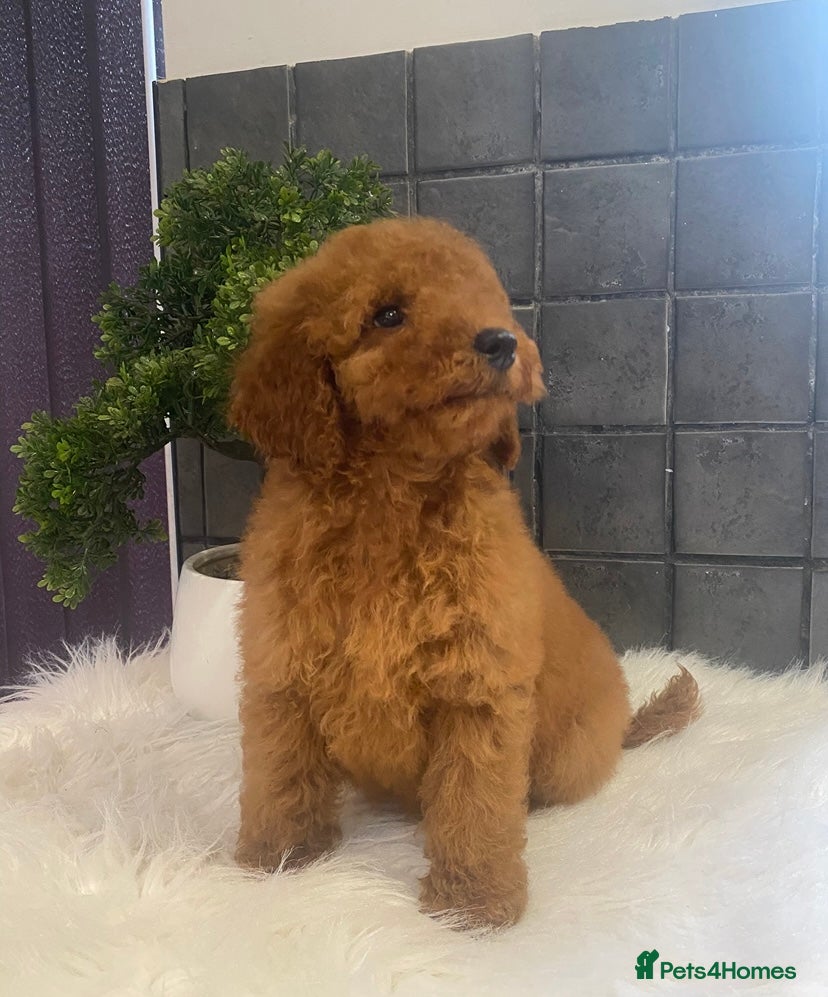 Miniature Poodle dogs Gorgeous Red Minature Poodle Puppy Last Boy  - Advert 2