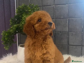 Miniature Poodle dogs Gorgeous Red Minature Poodle Puppy Last Boy - Advert 11