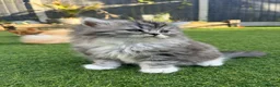 British Longhair cats for sale: 2 girls 1 boy British longhair mix - Advert 2