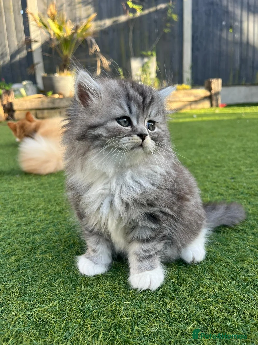 British Longhair cats for sale: 2 girls 1 boy British longhair mix - Advert 2