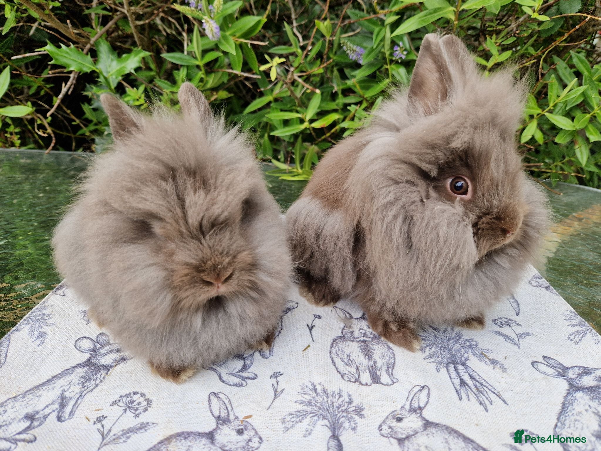 Lionhead rabbits READY NOW Purebred Lionhead Baby Rabbits - Advert 2