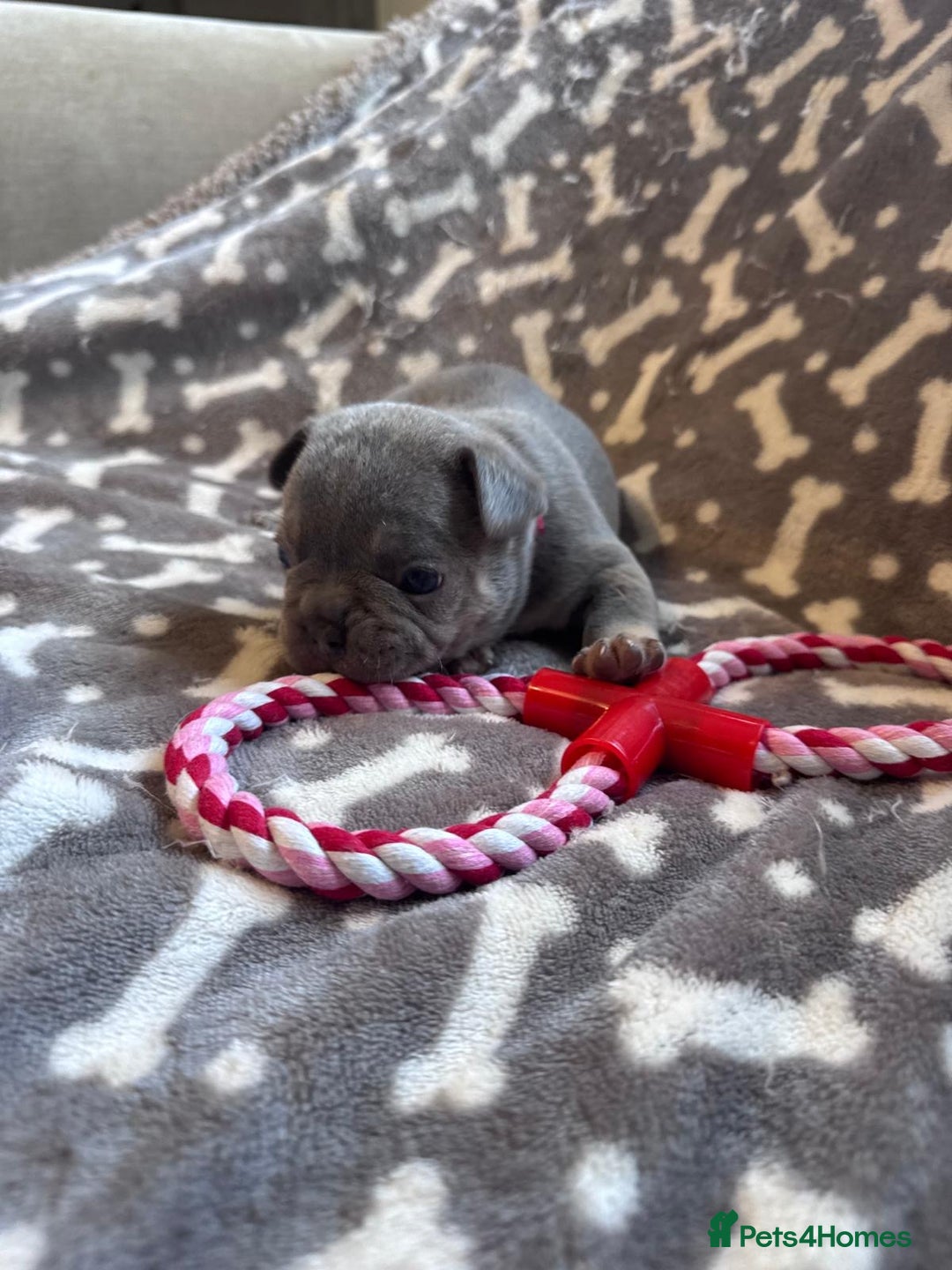 French Bulldog dogs for sale: Adorable French bulldog puppies!!🐶  - Image 24