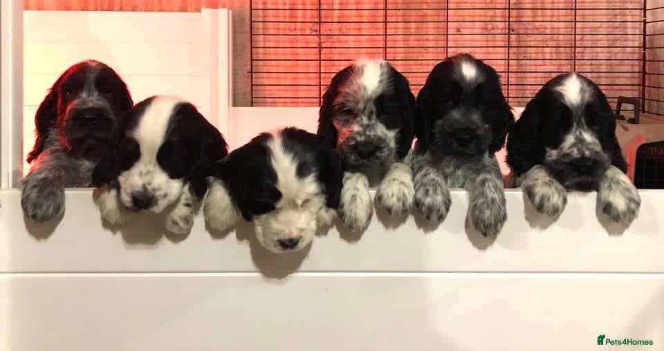 Cocker Spaniel dogs English Cocker Spaniels Available - Advert 9