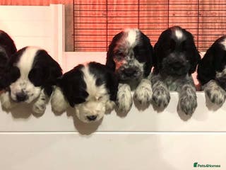 Cocker Spaniel dogs English Cocker Spaniels Available - Advert 1