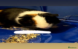 Guinea Pig rodents for sale: 2 male guinea pigs looking for a new home  - Image 2