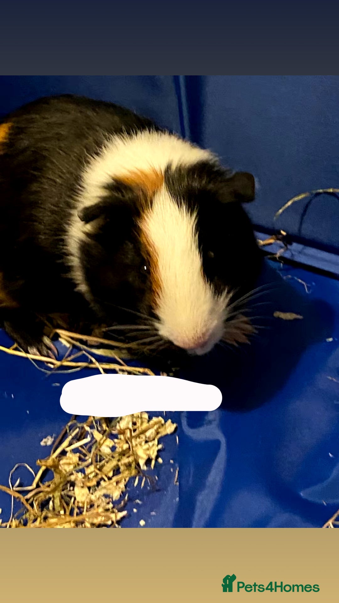 Guinea Pig rodents for sale: 2 male guinea pigs looking for a new home  - Image 2