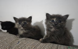 Nebelung cats for sale: Kittens  - Image 11