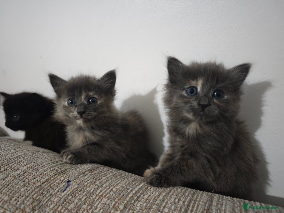 Nebelung cats for sale: Kittens  - Image 11
